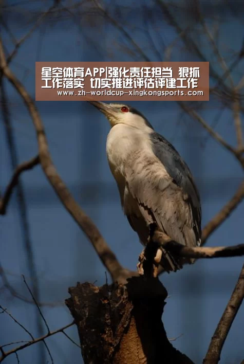 星空体育APP|强化责任担当 狠抓工作落实 切实推进评估评建